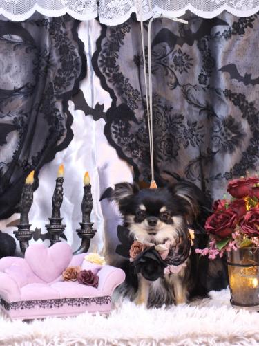 20231007プリンちゃん